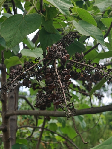 Paulownia kawakamii, photograph 4
