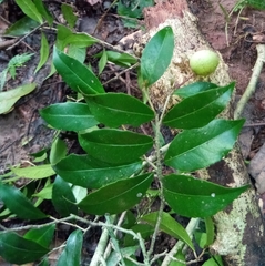 Prockiopsis hildebrandtii