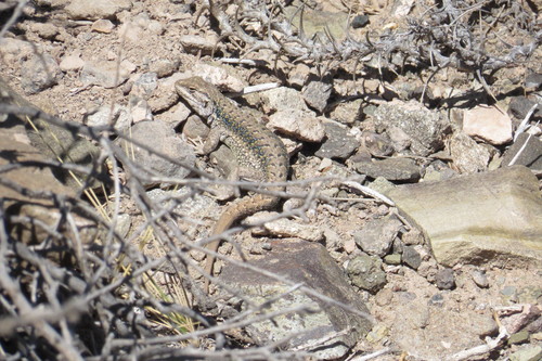 Ruibal's Tree Iguana, Liolaemus ruibali