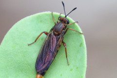 Phyllomydas parvulus