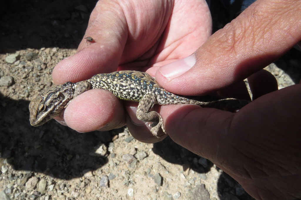 Ruibal's Tree Iguana