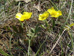 Ranunculus polyrhizos