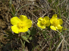 Ranunculus polyrhizos