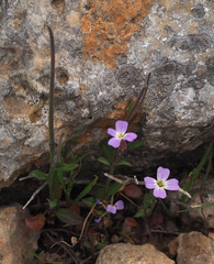 Malcolmia chia