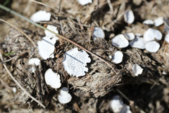 Poronia punctata