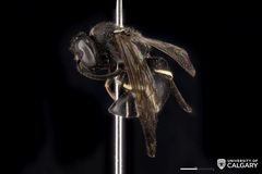 Ancistrocerus albolacteus