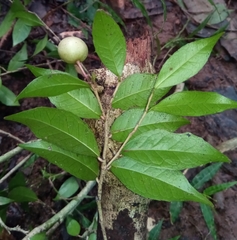 Prockiopsis hildebrandtii