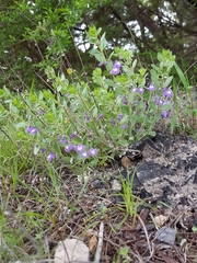 Scutellaria wrightii