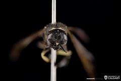 Ancistrocerus albolacteus