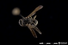 Ancistrocerus albolacteus