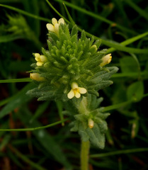 Parentucellia flaviflora