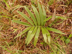 Zamia loddigesii