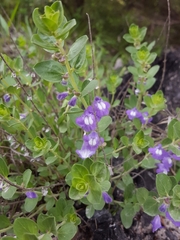 Scutellaria wrightii