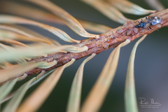 Anthocoris nigricornis