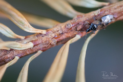 Anthocoris nigricornis