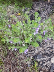 Scutellaria wrightii