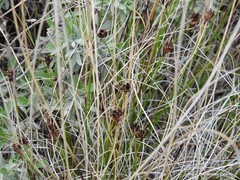 Carex praecox