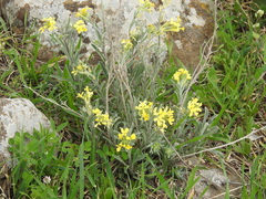 Fibigia clypeata