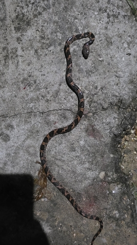 Rainforest Cat-eyed Snake
