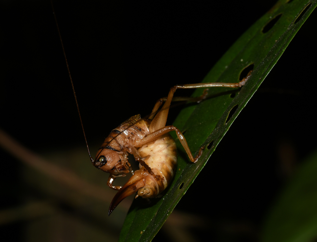 Natagaima