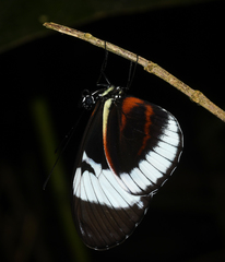 Heliconius cydno cydno