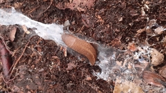 Limax cinereoniger