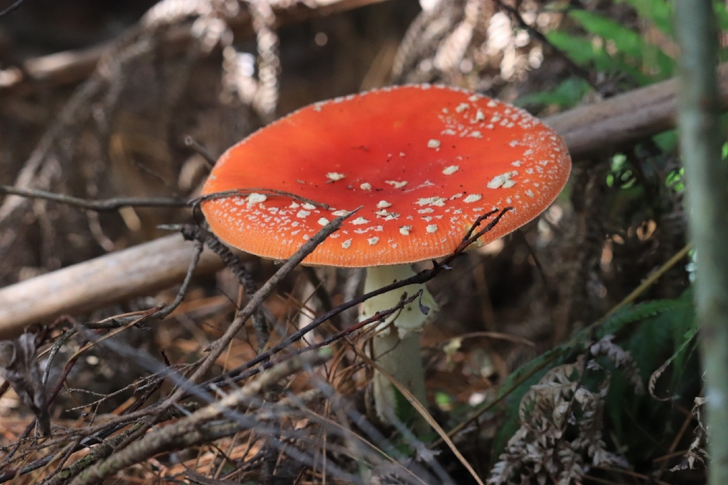 Amanita muscaria · May 2026 · photo: © plutoishere (iNaturalist, cc0)