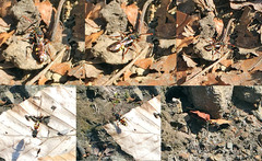 Nomada