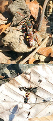 Nomada