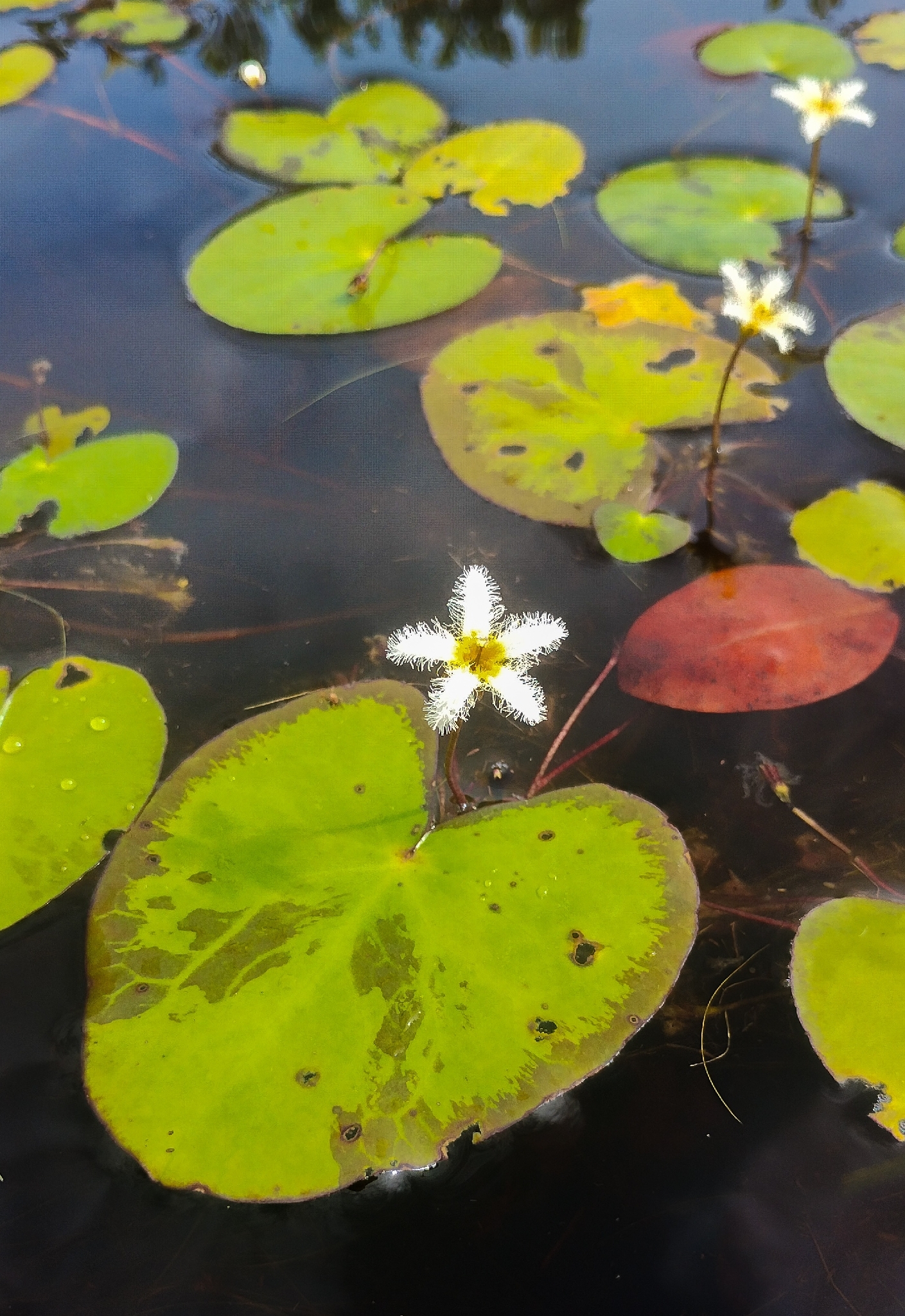Nymphoides humboldtiana