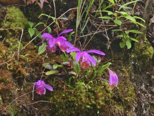 Pleione bulbocodioides, 2026-05-02