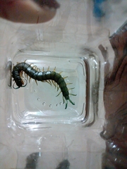 Scolopendra viridis maya