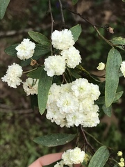 Spiraea prunifolia