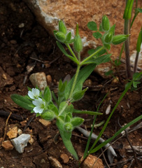 Cerastium dichotomum