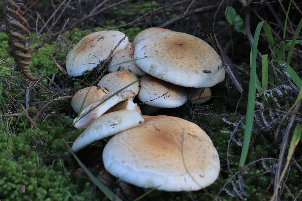 Hebeloma victoriense · May 2026 · photo: © plutoishere (iNaturalist, cc0)