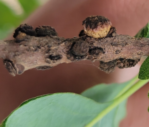 iNaturalist observation photo of Honeydew Gall Wasp