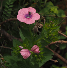 Linum pubescens