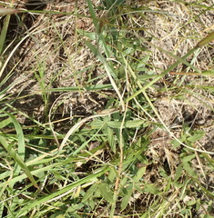 Barleria macrostegia