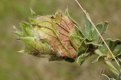 Barleria macrostegia