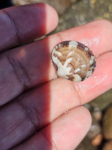 Leukoma grata observed 2026-04-27