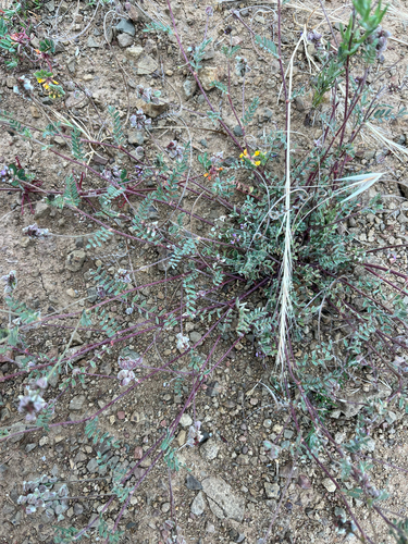Astragalus gambelianus, photograph 5