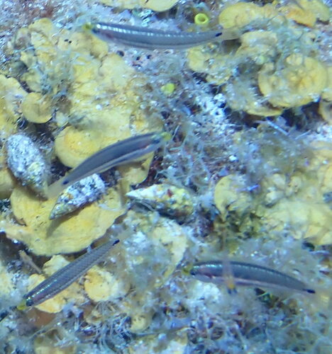 Social wrasse (Halichoeres socialis) — Labridae — 5