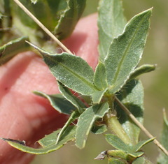 Barleria macrostegia