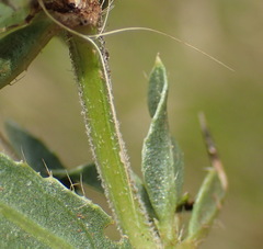 Barleria macrostegia