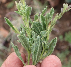 Dyschoriste burchellii