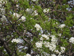 Prunus korshinskyi