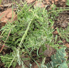 Dyschoriste burchellii