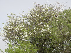 Prunus korshinskyi