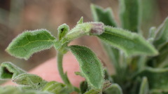 Dyschoriste burchellii