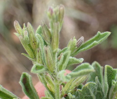 Dyschoriste burchellii